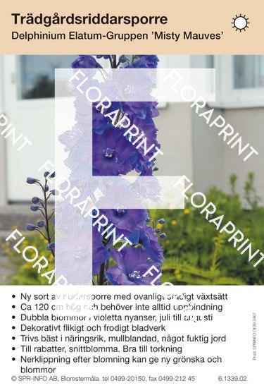 Delphinium Elatum-Grp Misty Mauves