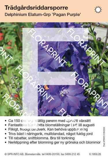 Delphinium Elatum-Grp Pagan Purple