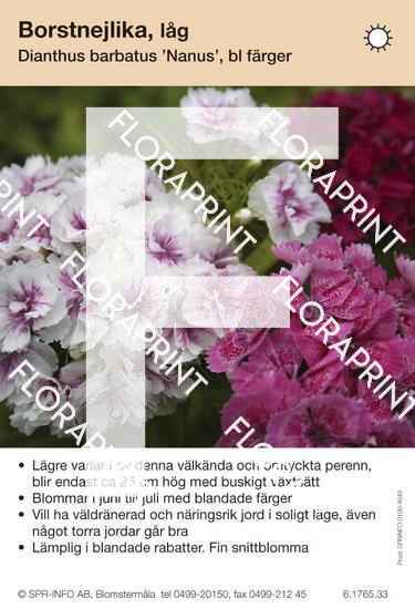 Dianthus barbatus Nana