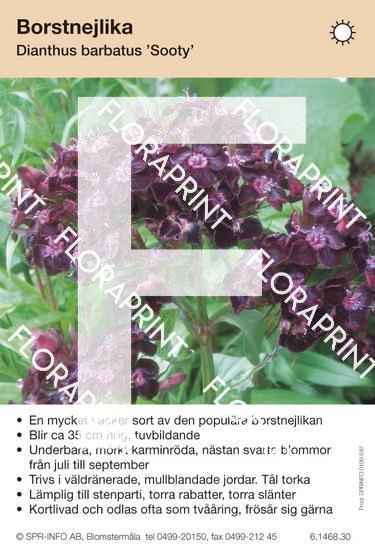 Dianthus barbatus Sooty