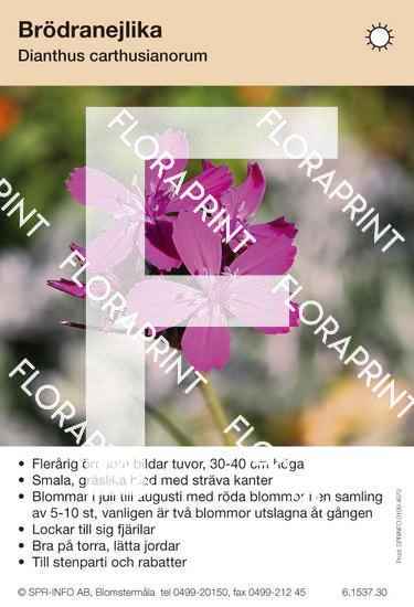 Dianthus carthusianorum