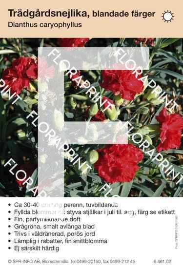 Dianthus caryophyllus