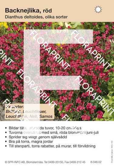 Dianthus deltoides allmän röd