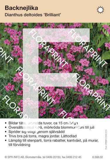 Dianthus deltoides Brilliant