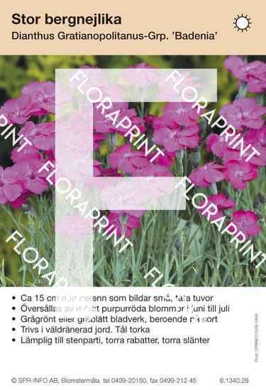 Dianthus gratianopolitanus Badenia
