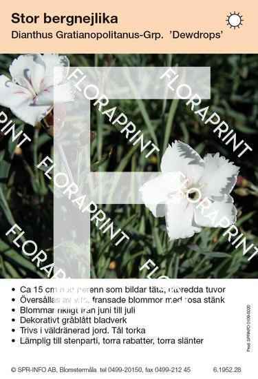 Dianthus gratianopolitanus Dewdrops