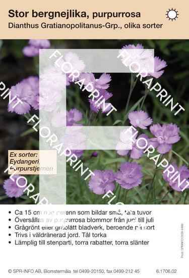 Dianthus gratianopolitanus