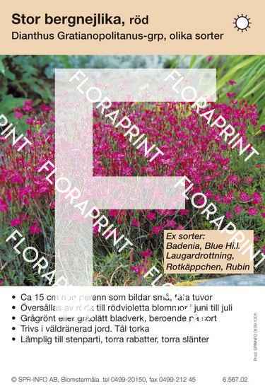 Dianthus gratianopolitanus