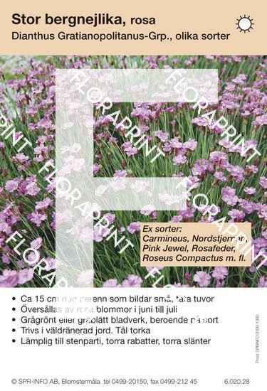 Dianthus gratianopolitanus