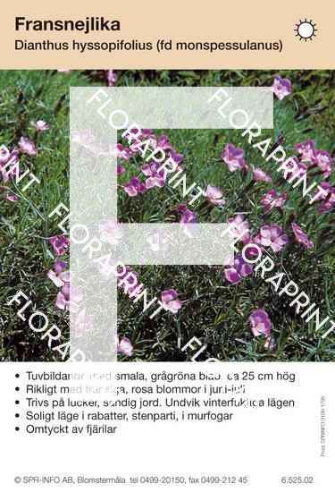 Dianthus hyssopifolius (fd monspessulanus)