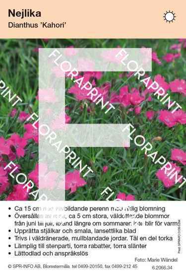 Dianthus Kahori