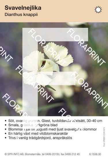 Dianthus knappii