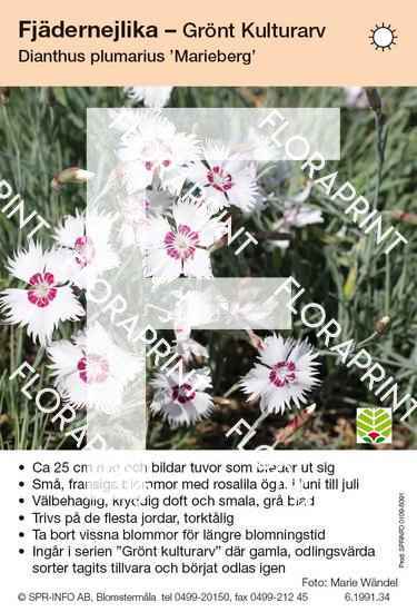 Dianthus plumarius Marieberg