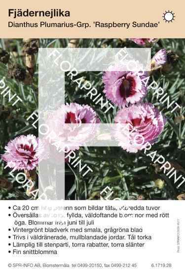 Dianthus plumarius Raspberry Sundae