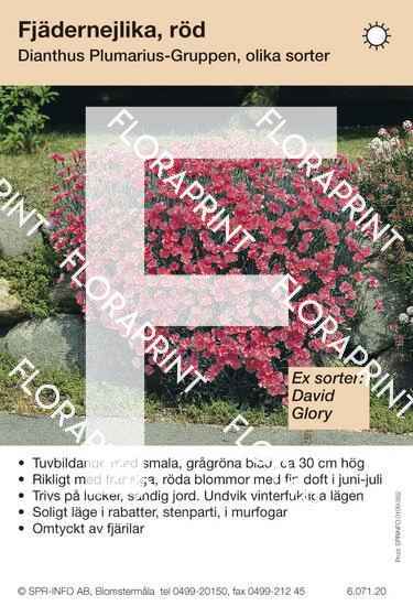 Dianthus plumarius, röd (sorter:)
