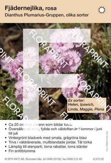Dianthus plumarius, rosa (sorter:)
