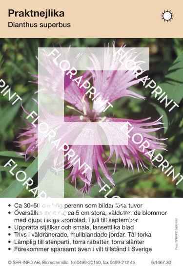 Dianthus superbus