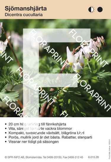 Dicentra cucullaria