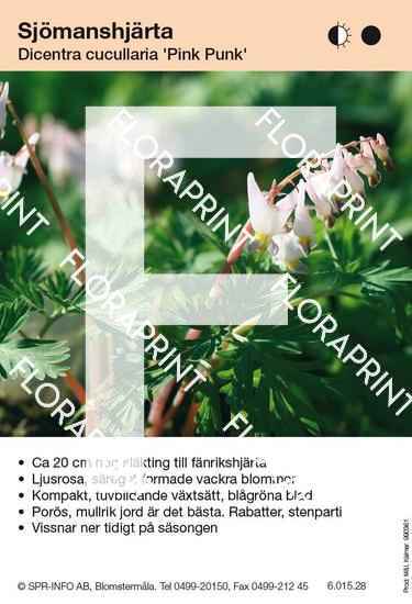 Dicentra cucullaria Pink Punk