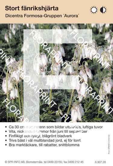 Dicentra formosa Aurora