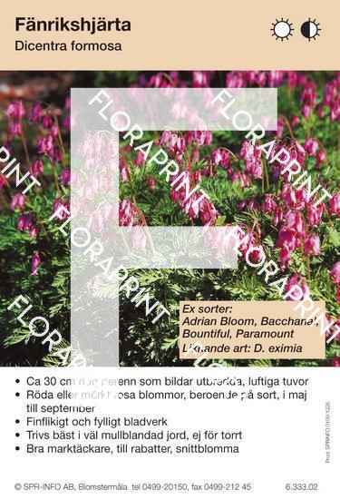 Dicentra formosa (sorter:)