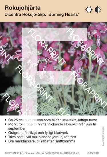 Dicentra Rokujo-Grp Burning Hearts