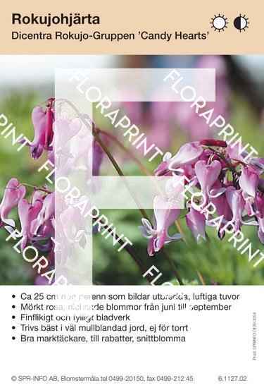 Dicentra Rokujo-Grp Candy Hearts