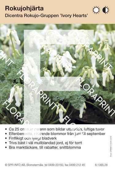 Dicentra Rokujo-Grp Ivory Hearts