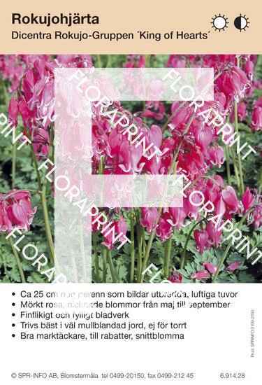 Dicentra Rokujo-Grp King of Hearts
