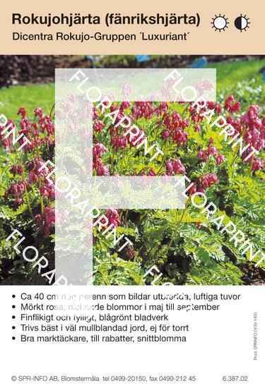 Dicentra Rokujo-Grp Luxuriant