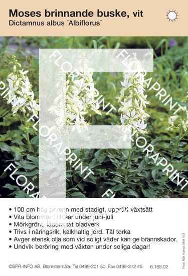 Dictamnus albus Albiflorus