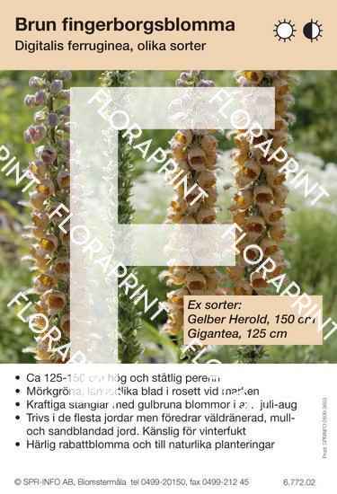 Digitalis ferruginea (sorter:)
