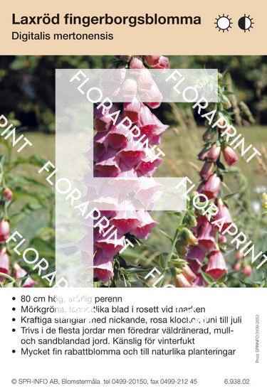 Digitalis mertonensis