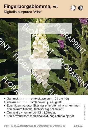 Digitalis purpurea Alba