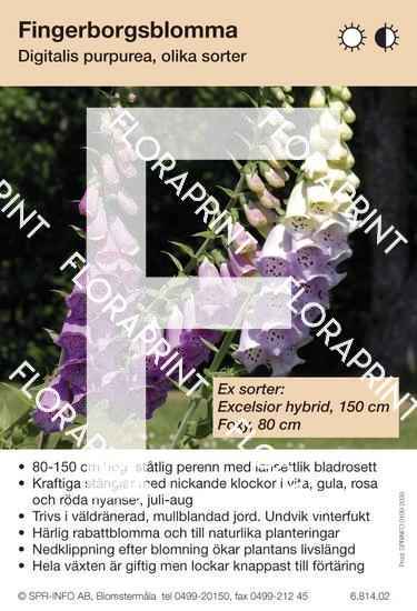 digitalis_purpurea_bl_faerger_sorter Digitalis purpurea bl. färger (sorter:)