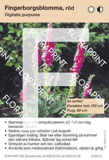 Blomkort,dok 691-740.indd Digitalis purpurea röd (sorter:)
