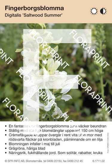 Digitalis Saltwood Summer