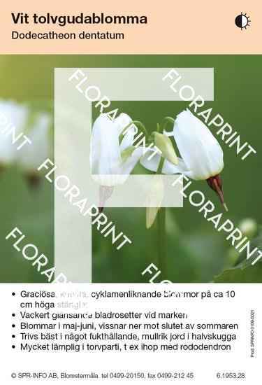 Dodecatheon dentatum