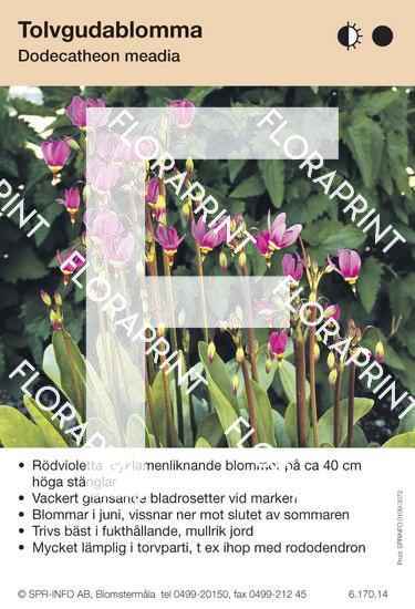 Dodecatheon meadia