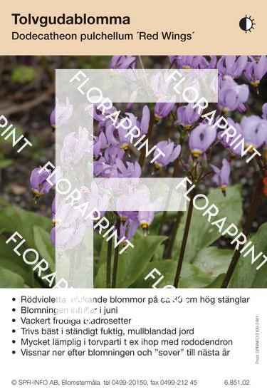 Dodecatheon pulchellum Red Wings