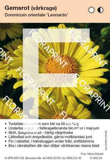 Doronicum orientale Leonardo