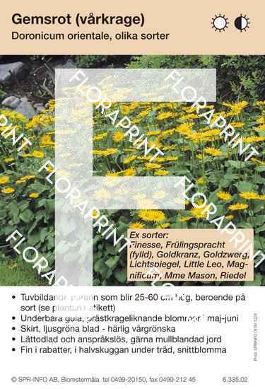 Doronicum orientale (sorter:)