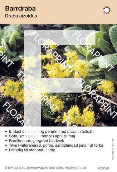 Draba aizoides