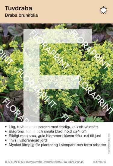 Draba brunifolia