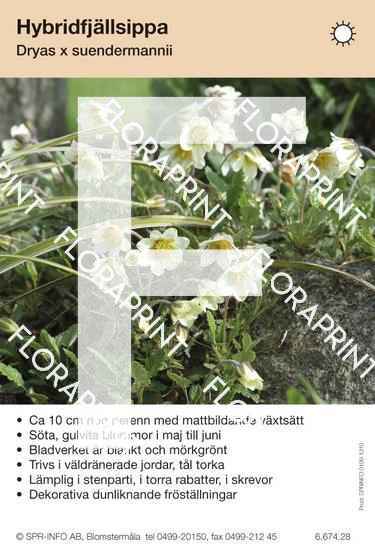 Dryas suendermanii