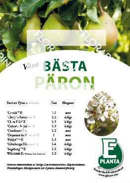 E-planta; Våra bästa päron