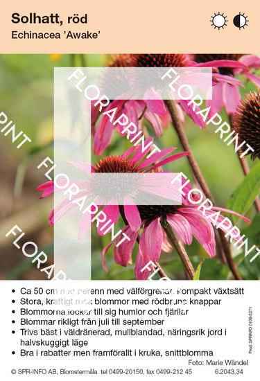 Echinacea Awake