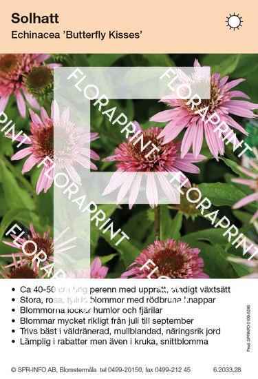 Echinacea Butterfly Kisses