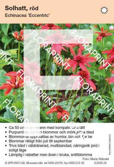 Echinacea Eccentric