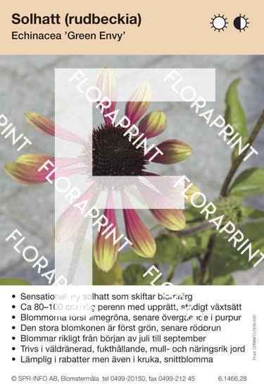 Echinacea Green Envy